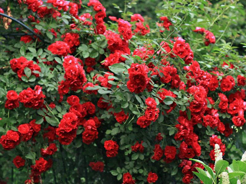 Роза плетистая сантана - описание сорта, особенности выращивания, фото