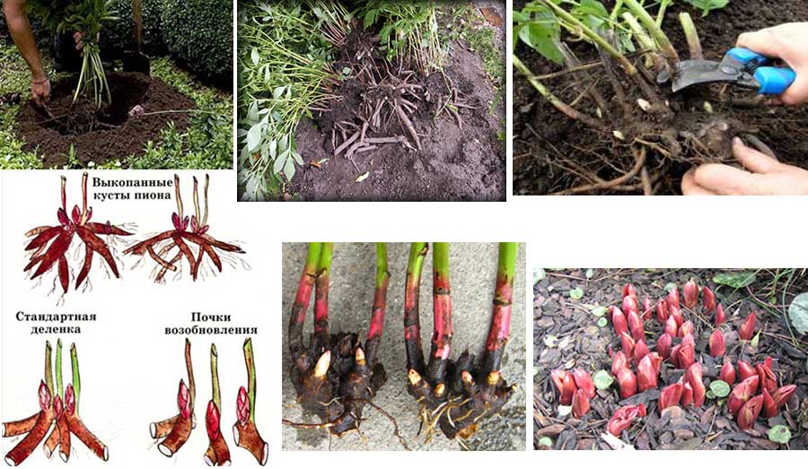 Как размножаются пионы: как вырастить пион из семян, саженца, делением куста