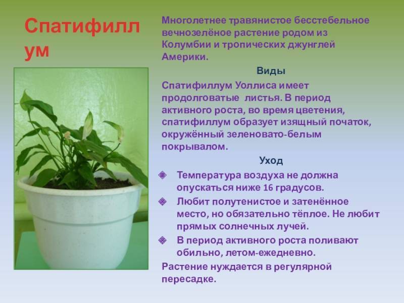 Пересадка спатифиллума: мастер-класс от агронома. видео — ботаничка.ru