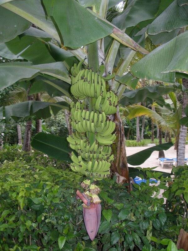 Условия выращивания бананов на даче. 7 важных моментов selo.guru — интернет портал о сельском хозяйстве
