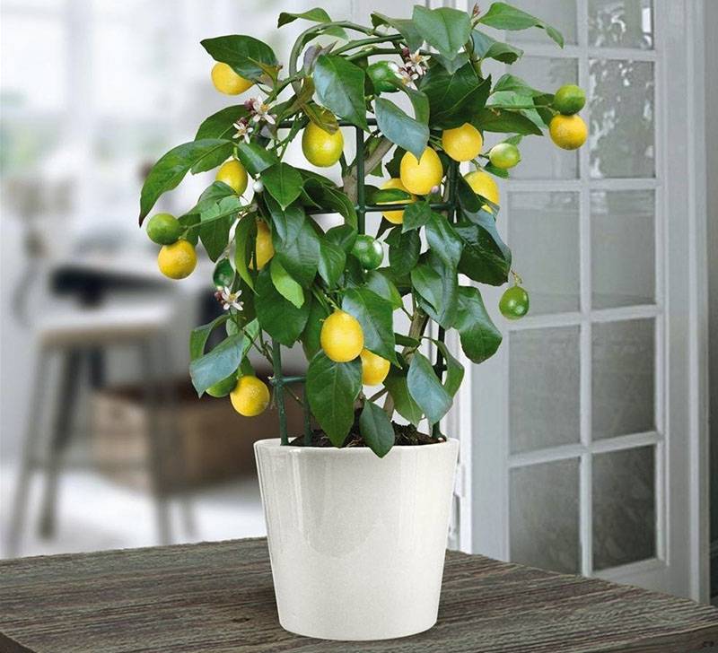 Как вырастить комнатный лимон в домашних условиях из косточки? комнатный лимон — уход, размножение, болезни, лечение, вредители и сорта: описание