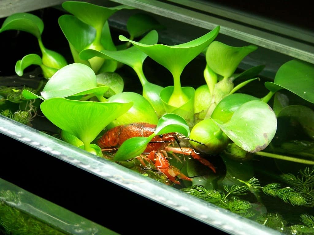 Аквариумные растения для начинающих
аквариумные растения для начинающих