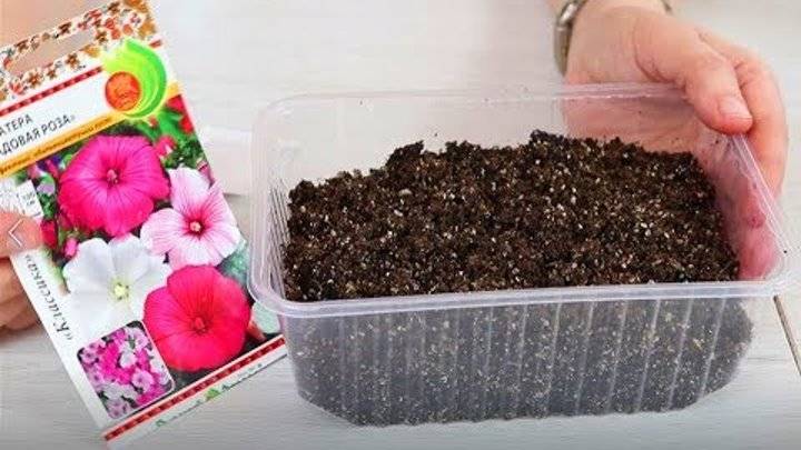 Выращивание рассады лаватеры в домашних условиях: правила посадки семян и ухода