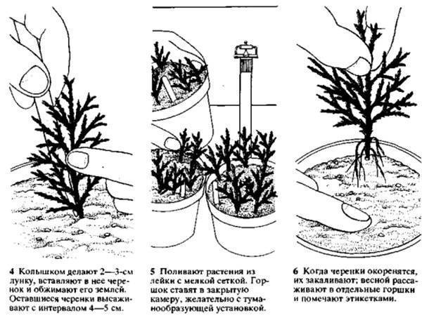 Выращиваем рододендрон: размножение черенками, уход за саженцами