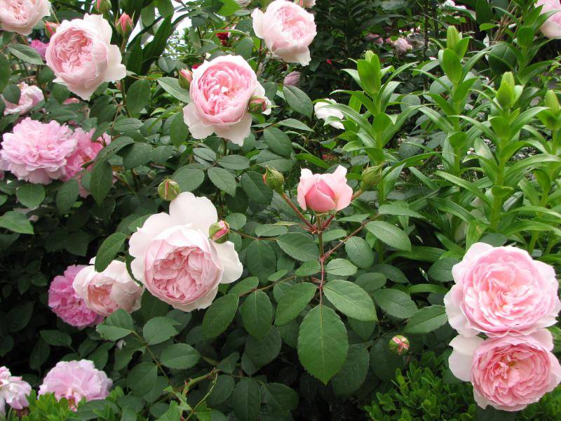 Лучшие кустарниковые розы. «наследие» — душистая англичанка. фото — ботаничка.ru