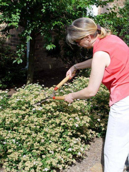 Как сажают спиреи в открытый грунт, уход и обрезка летом после цветения