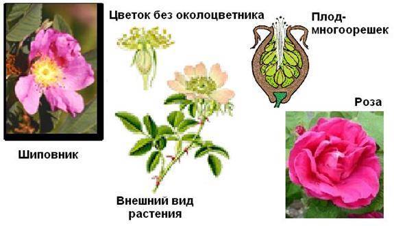Как определить - это роза или шиповник?: группа декоративные деревья и кустарники