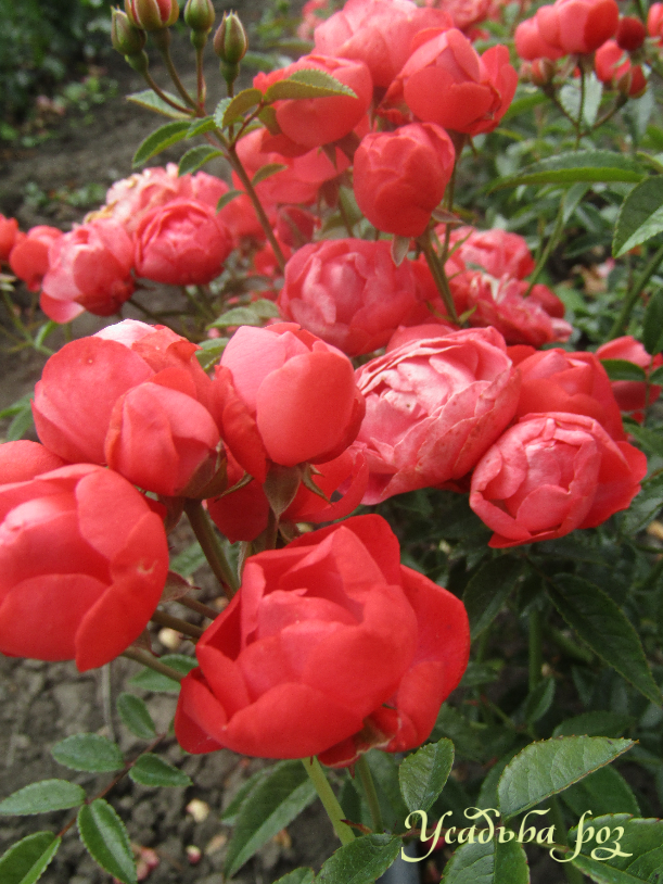 Полиантовые розы: виды и сорта - описание, применение, размножение, уход, посадка, фото
