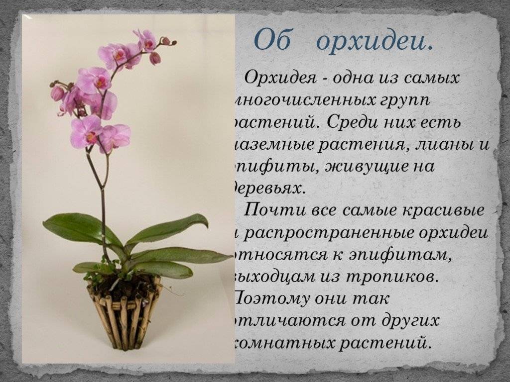 Орхидея в доме - приметы и суеверия, наблюдения и значение цветка | орхидеи - выращивание цветов орхидей в домашних условиях