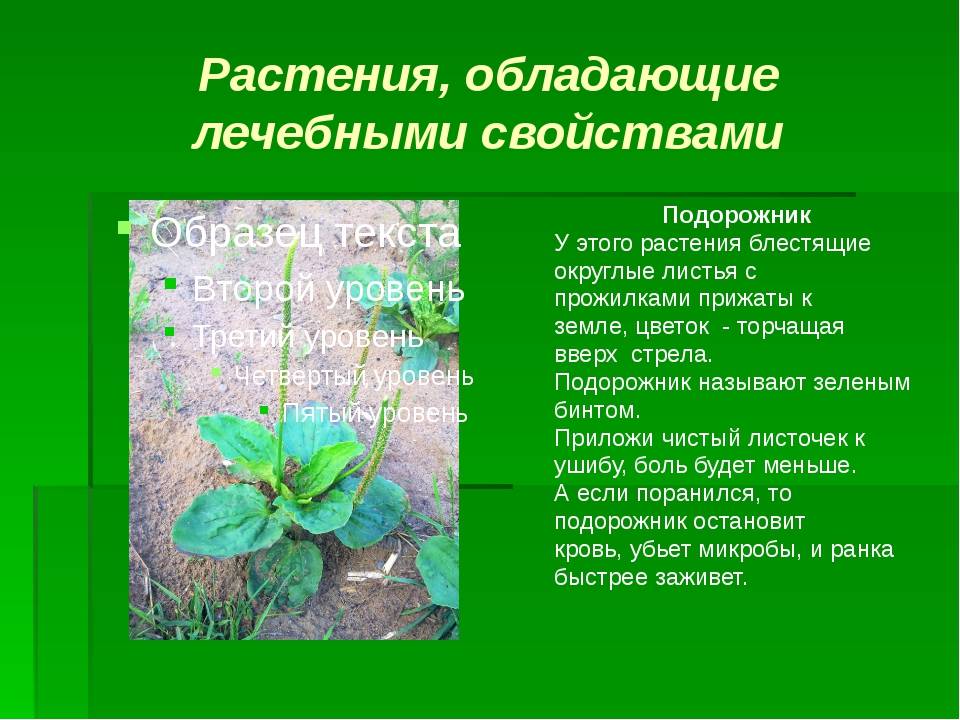 ᐉ трава подорожник: лечебные свойства и противопоказания, фото, применение - roza-zanoza.ru