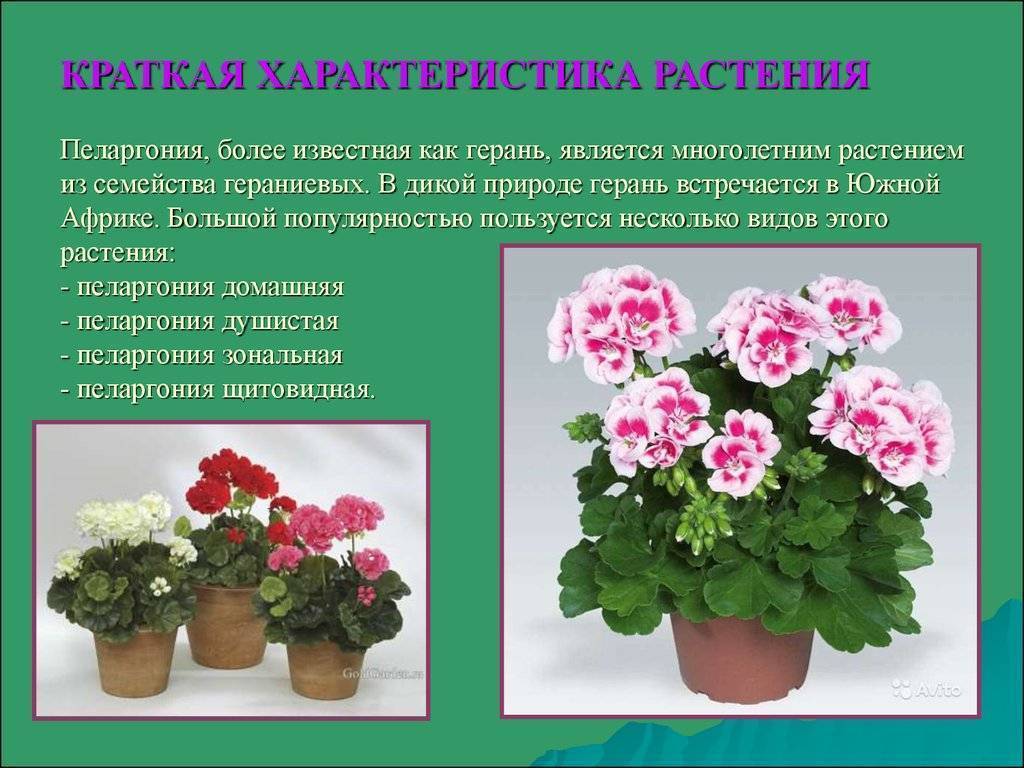 Махровые пеларгонии (герани): фото цветов и сорта, правила организации ухода за ними в домашних условиях