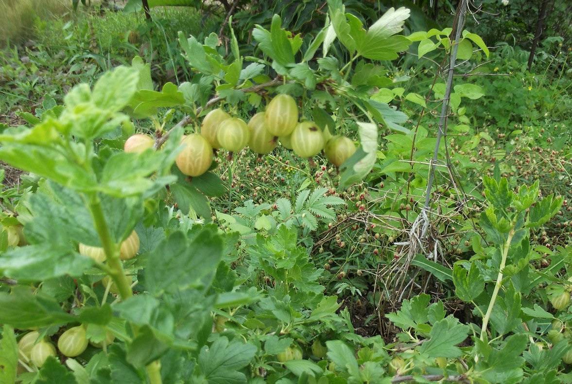 Крыжовник малахит: характеристика и описание сорта, опылители, размеры куста, вкус, урожайность, как посадить