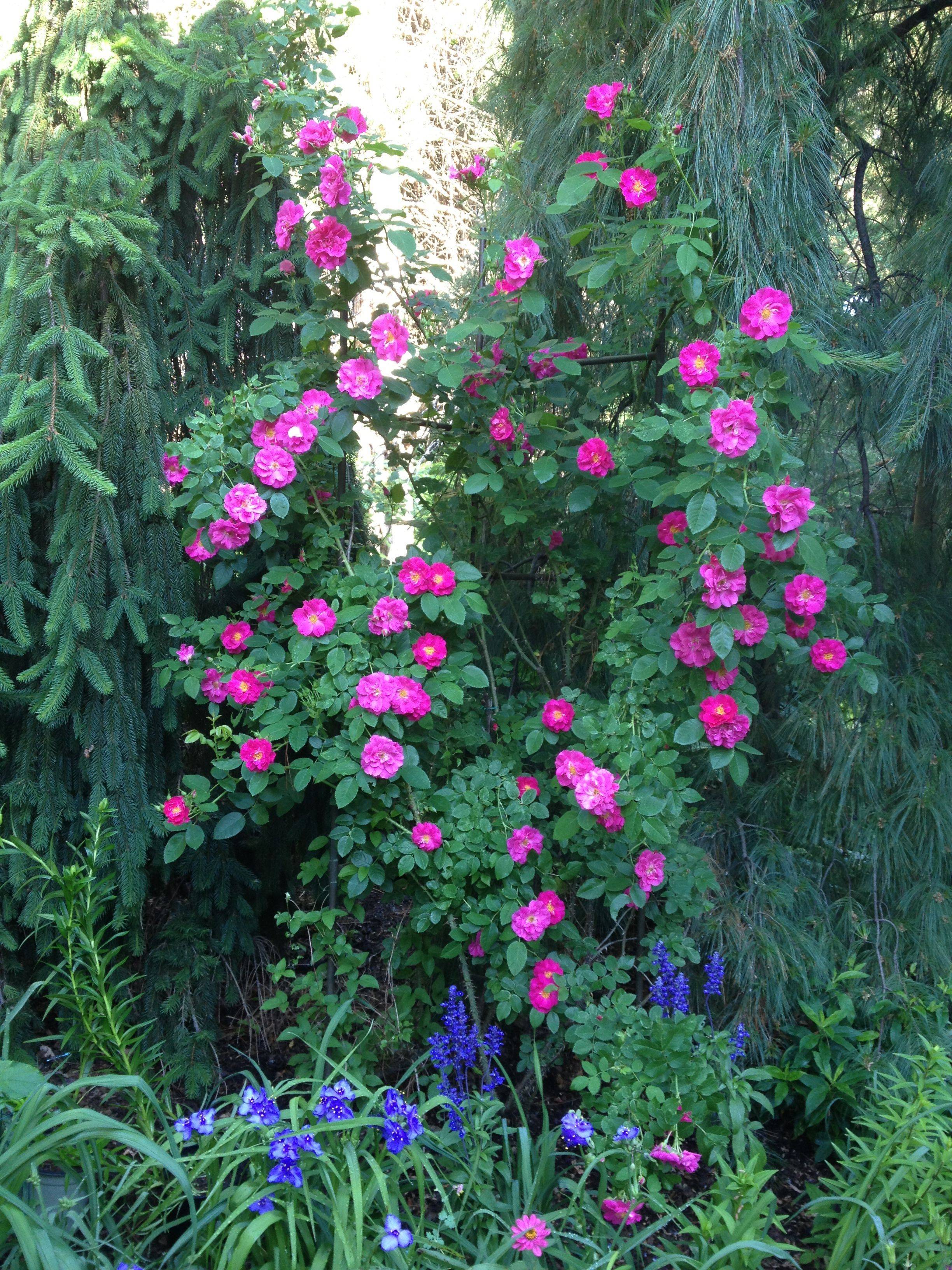 Выращивание плетистой розы джон кэбот: описание канадского паркового сорта