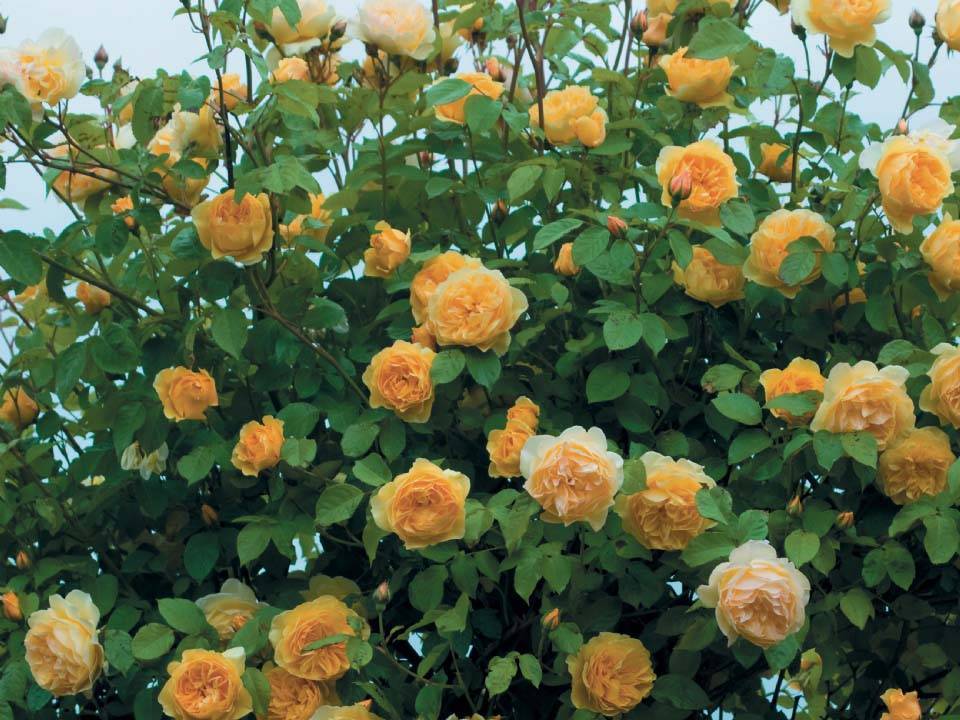 Грэхам томас роза - описание сорта, плюсы и минусы, отзывы и советы по выращиванию | розоцвет