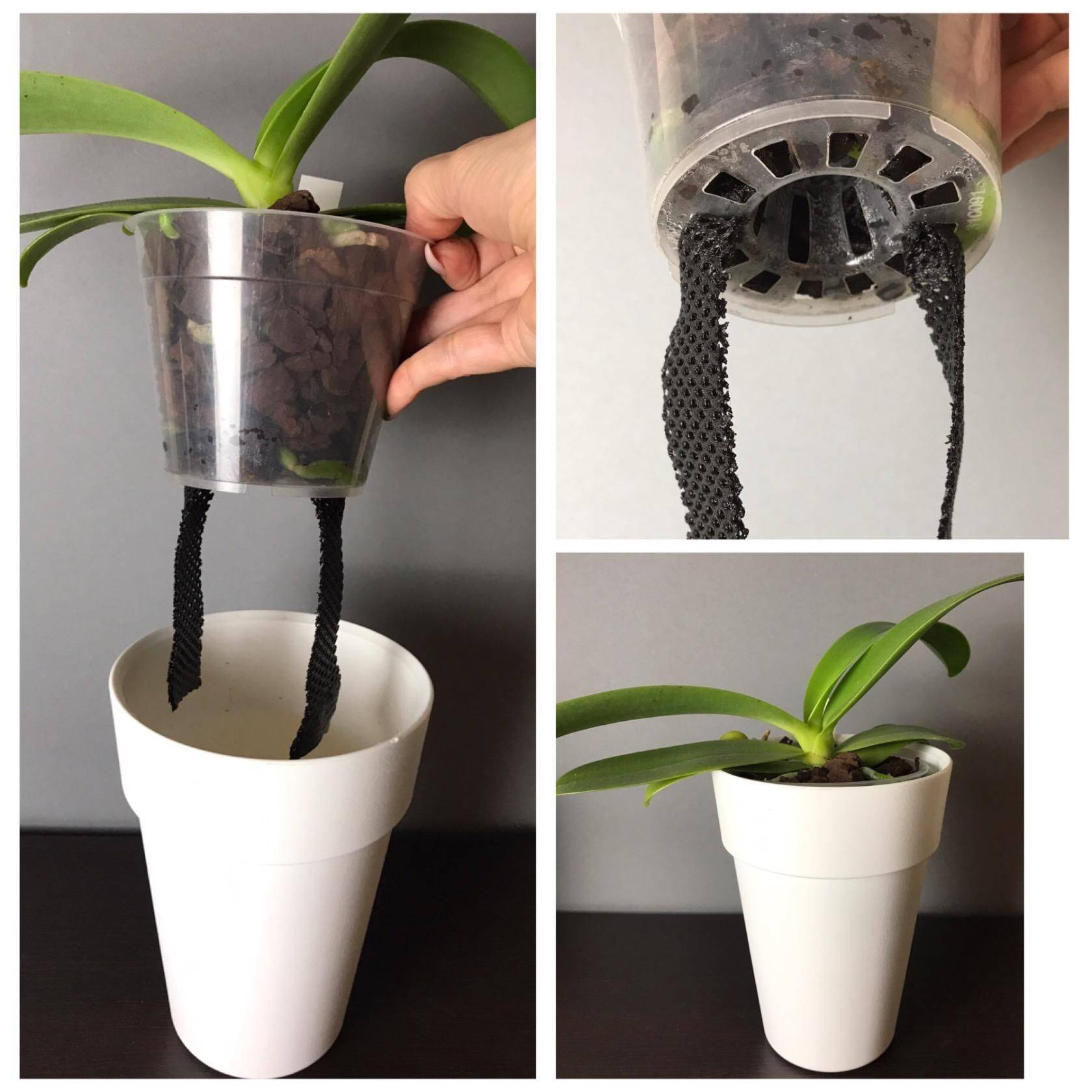 Пересадка орхидей в новый горшок: какой вазон выбрать - большой или маленький, как нужно пересаживать из старого кашпо в новое, как правильно подобрать грунт?