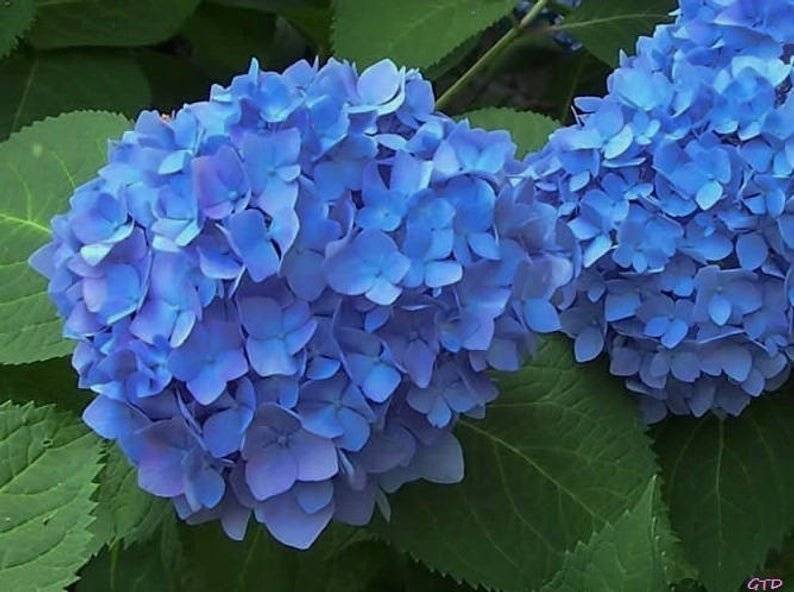 О крупнолистной гортензии никко блю (nikko blue) — особенности сорта и выращивание