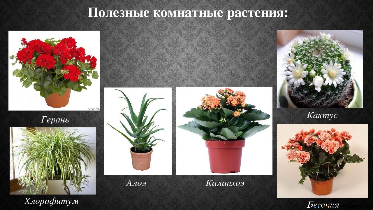 Какие цветы нельзя держать дома: фото и названия, каталог опасных комнатных растений
