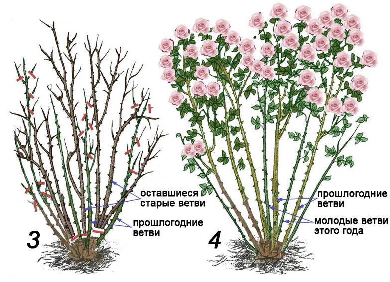 Как обрезать розы до и после цветения: схемы и рекомендации