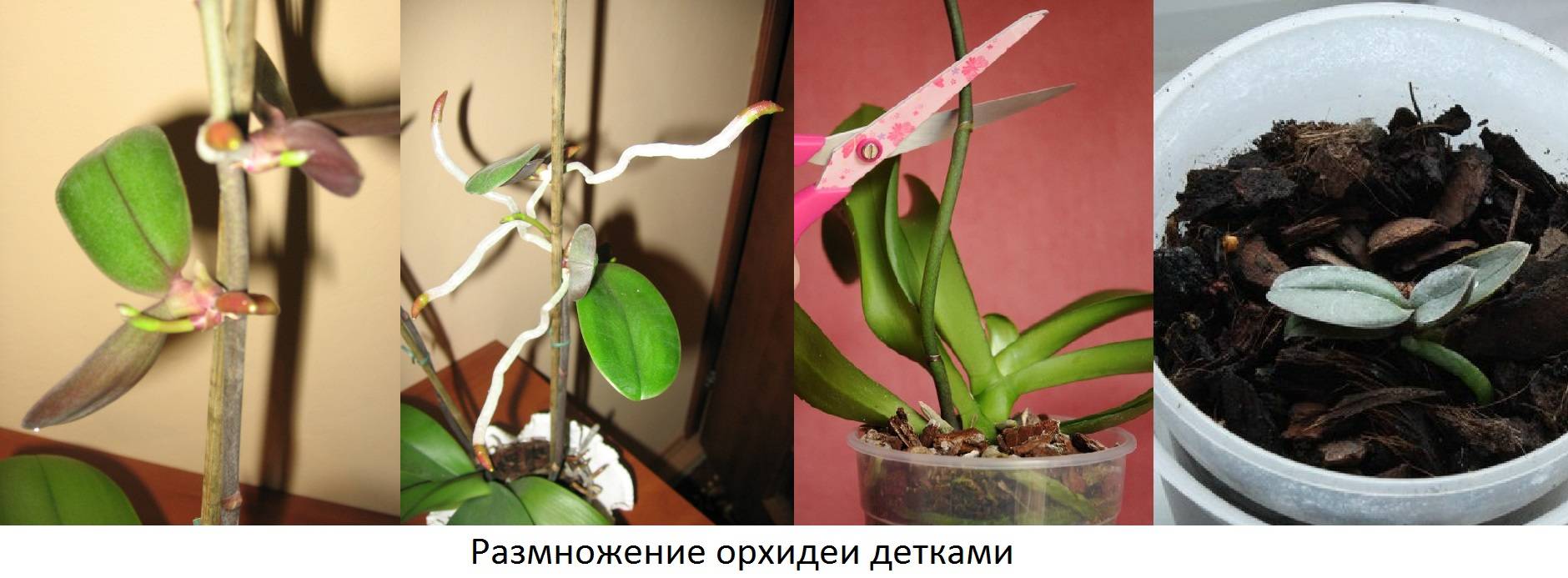 Способы размножения орхидей в домашних условиях. разделение, черенкование, укоренение деток. фото — ботаничка