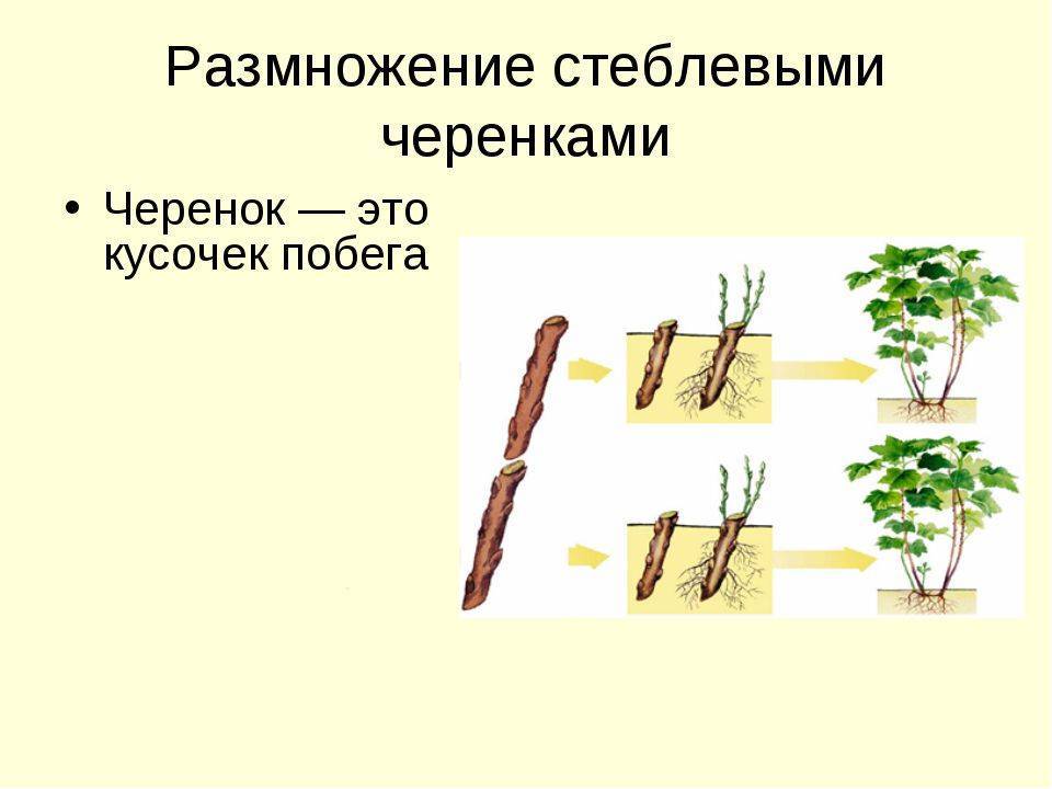 Многолетнее растение очиток едкий. описание, посадка, уход, размножение и полезные свойства