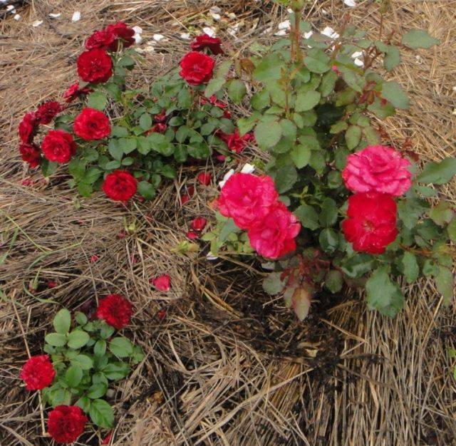 Роза флорибунда нина вейбул (nina weibull): сортовая характеристика, правила посадки и ухода