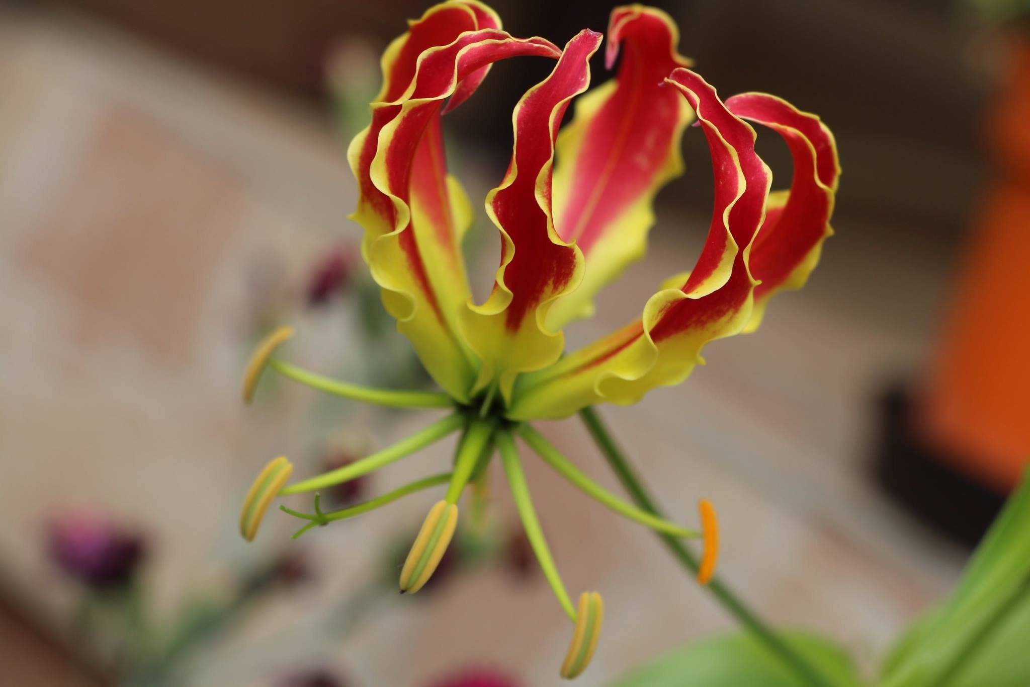 Роскошная глориоза — тропический цветок со сложным характером. рекомендации по посадке и уходу