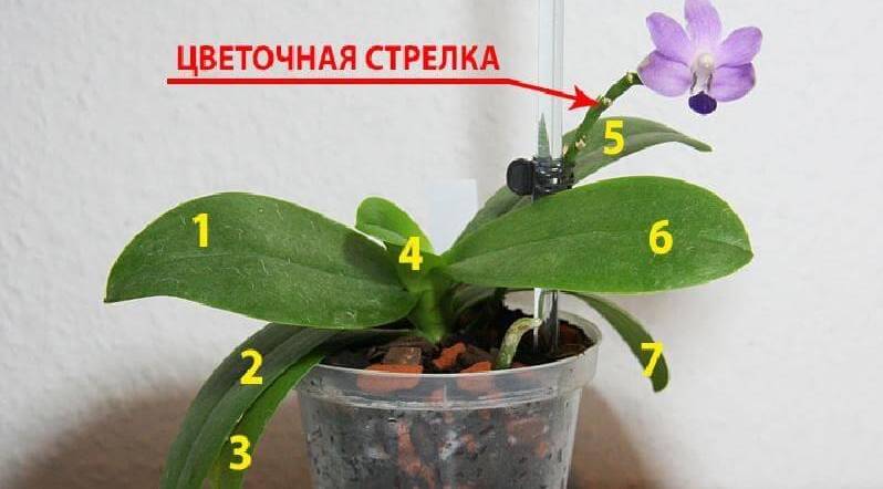 Что делать, если не цветет орхидея: дельные советы