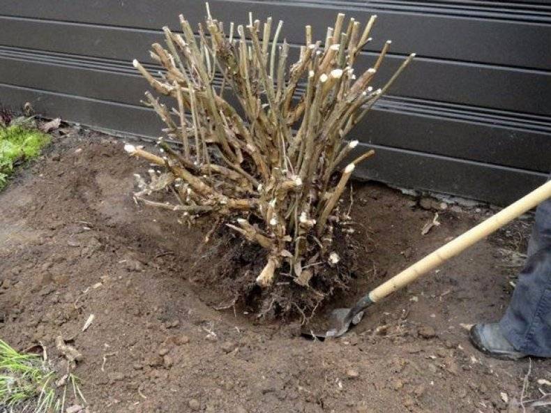 Технология выращивания гортензии в открытом грунте. как правильно посадить и ухаживать за растением?