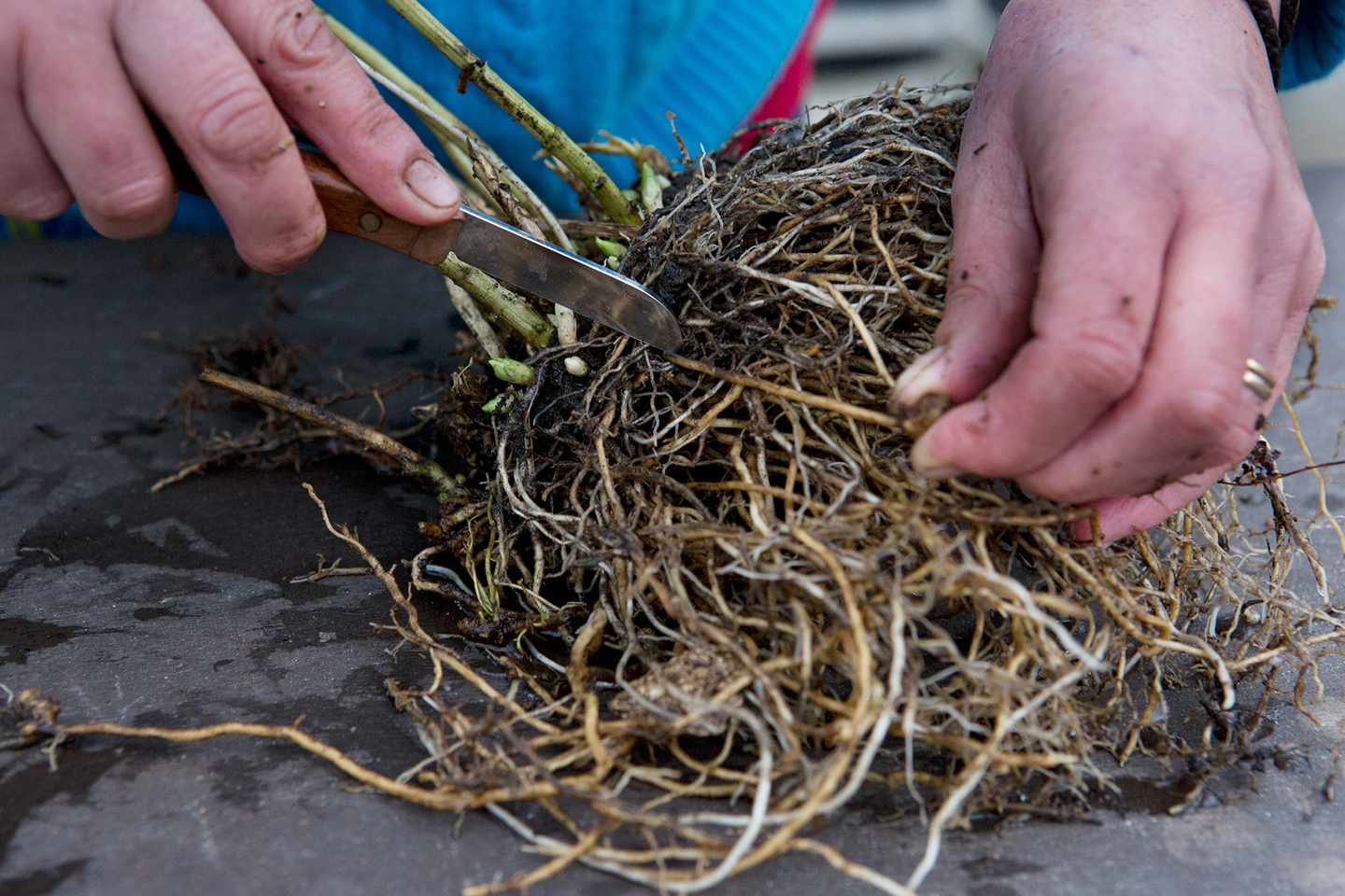 Как сажать флоксы многолетние семенами на рассаду. выращивание многолетних флоксов из семян