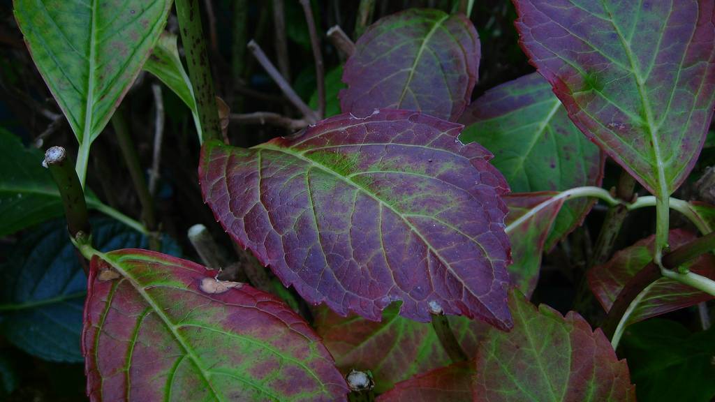 Как защитить садовую гортензию от болезней и вредителей?