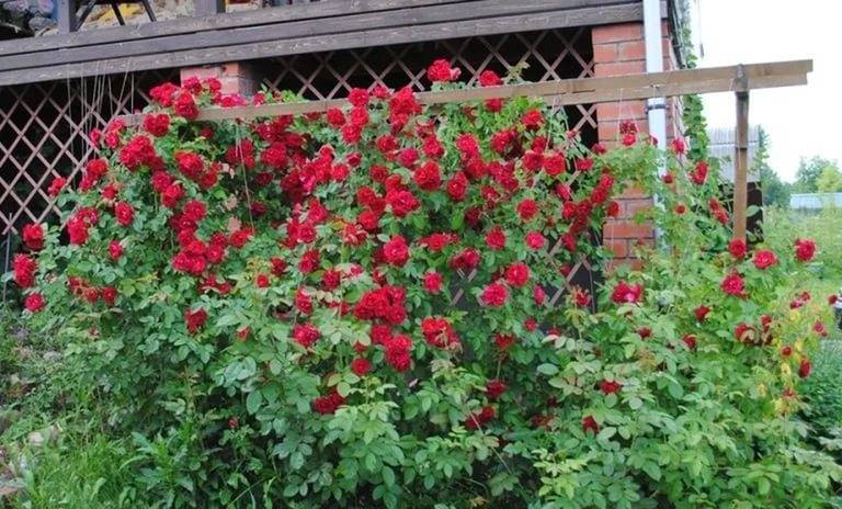 Роза плетистая дон жуан — особенности посадки, ухода и борьбы с вредителями