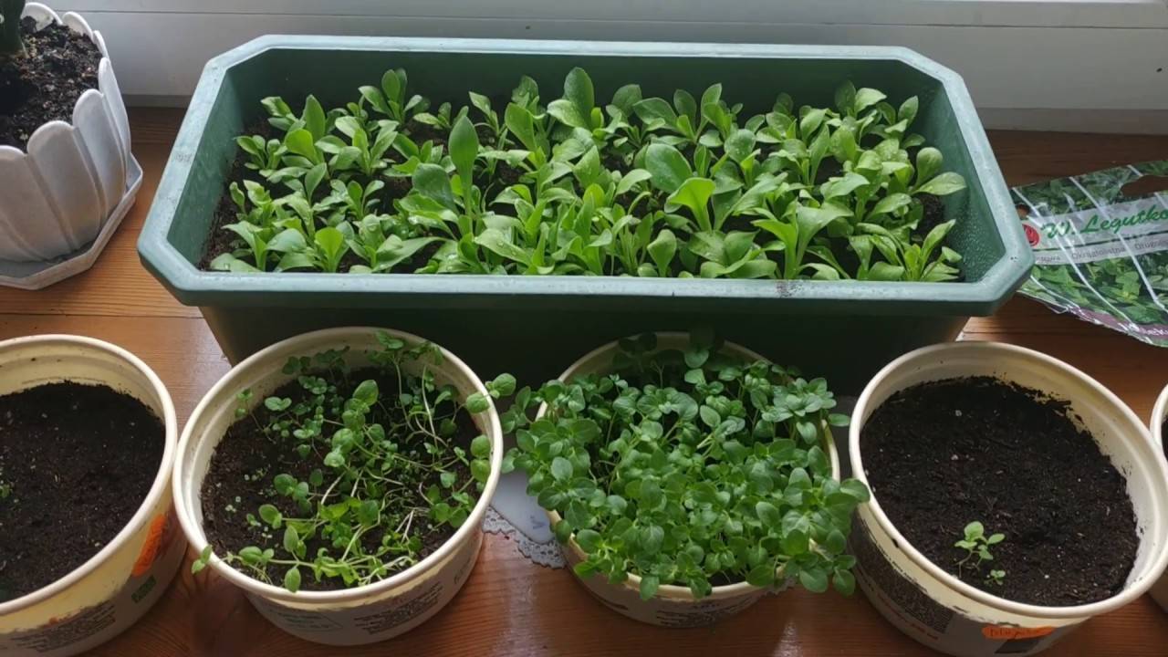 Как вырастить мяту и мелиссу на подоконнике — секреты хорошего урожая