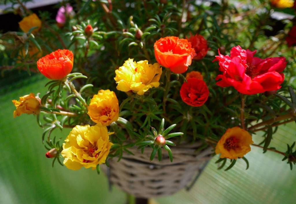 Цветы для солнечного балкона. как и что выращивать?