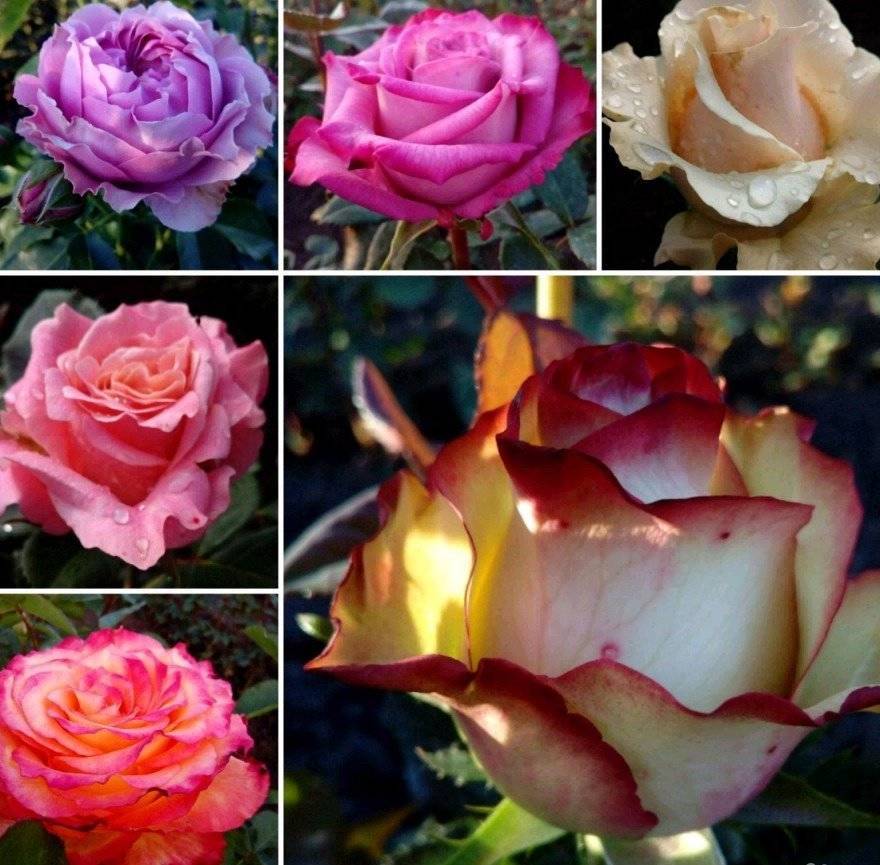Роза "аква": описание сорта, особенности, уход и отзывы :: syl.ru