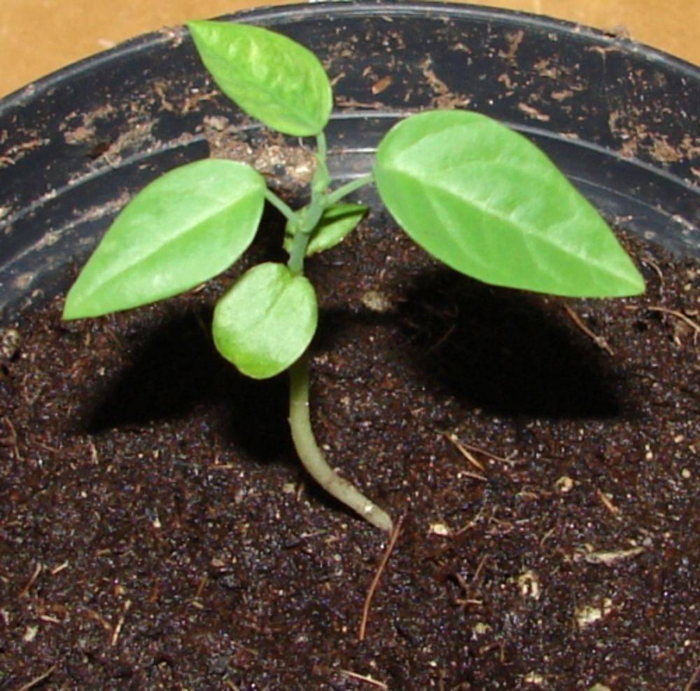 Семена комнатных растений — выбор, посадка, выращивание | wikibotanika.ru