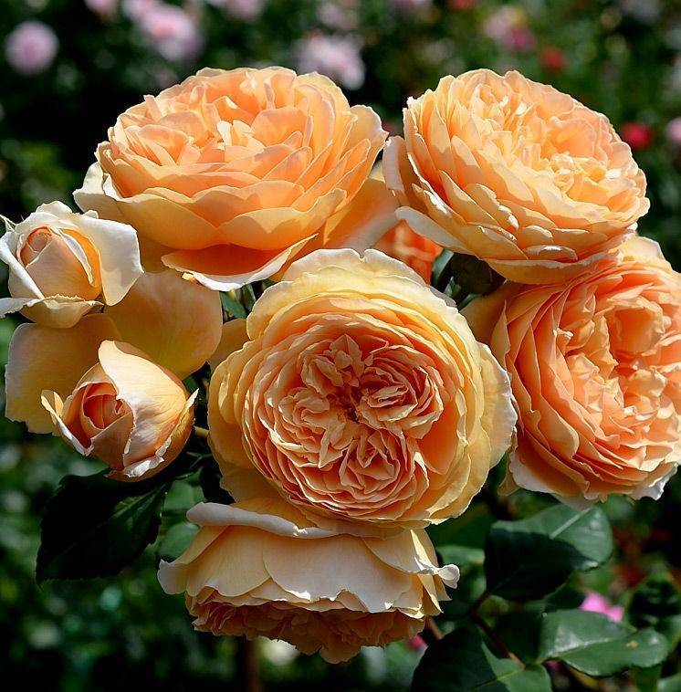 Описание розы кроун принцесса маргарет: что это за английский парковый сорт, уход