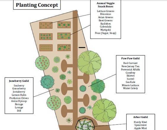 Опасное соседство для садовых культур. совместимость плодовых деревьев и ягодных кустарников. таблица