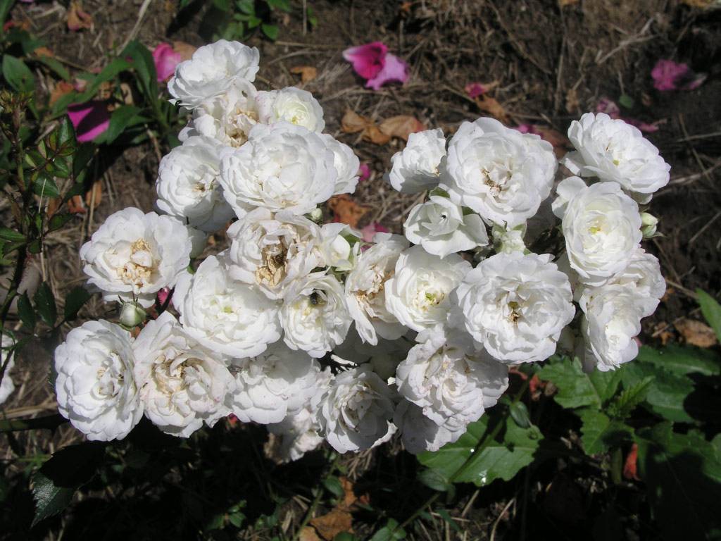 Роза альба мейяндекор фото и описание