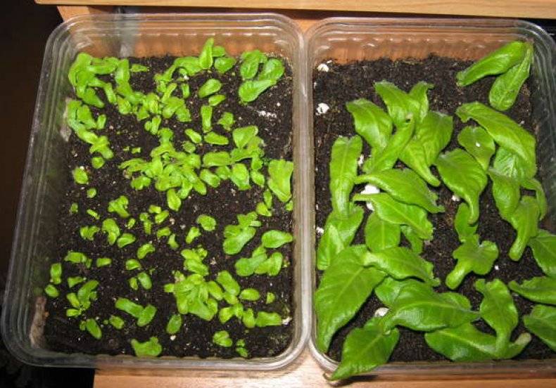 Стрептокарпусы — уход и выращивание в домашних условиях