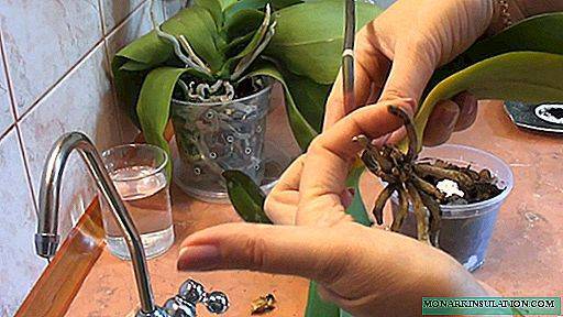 Правила применения и рецепт чесночной воды для орхидей