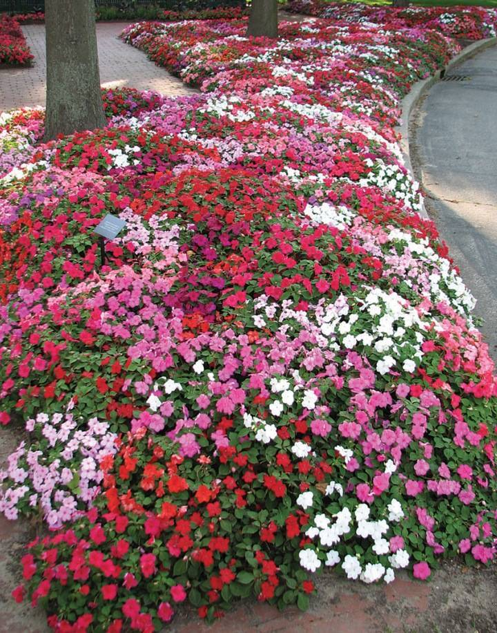 Бальзамин садовый: посадка и уход, фото цветка, выращивание недотроги из семян, а также как сохранить зимой selo.guru — интернет портал о сельском хозяйстве