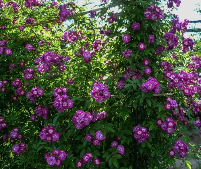 Бывают ли фиолетовые розы: особенности выращивания и лучшие сорта