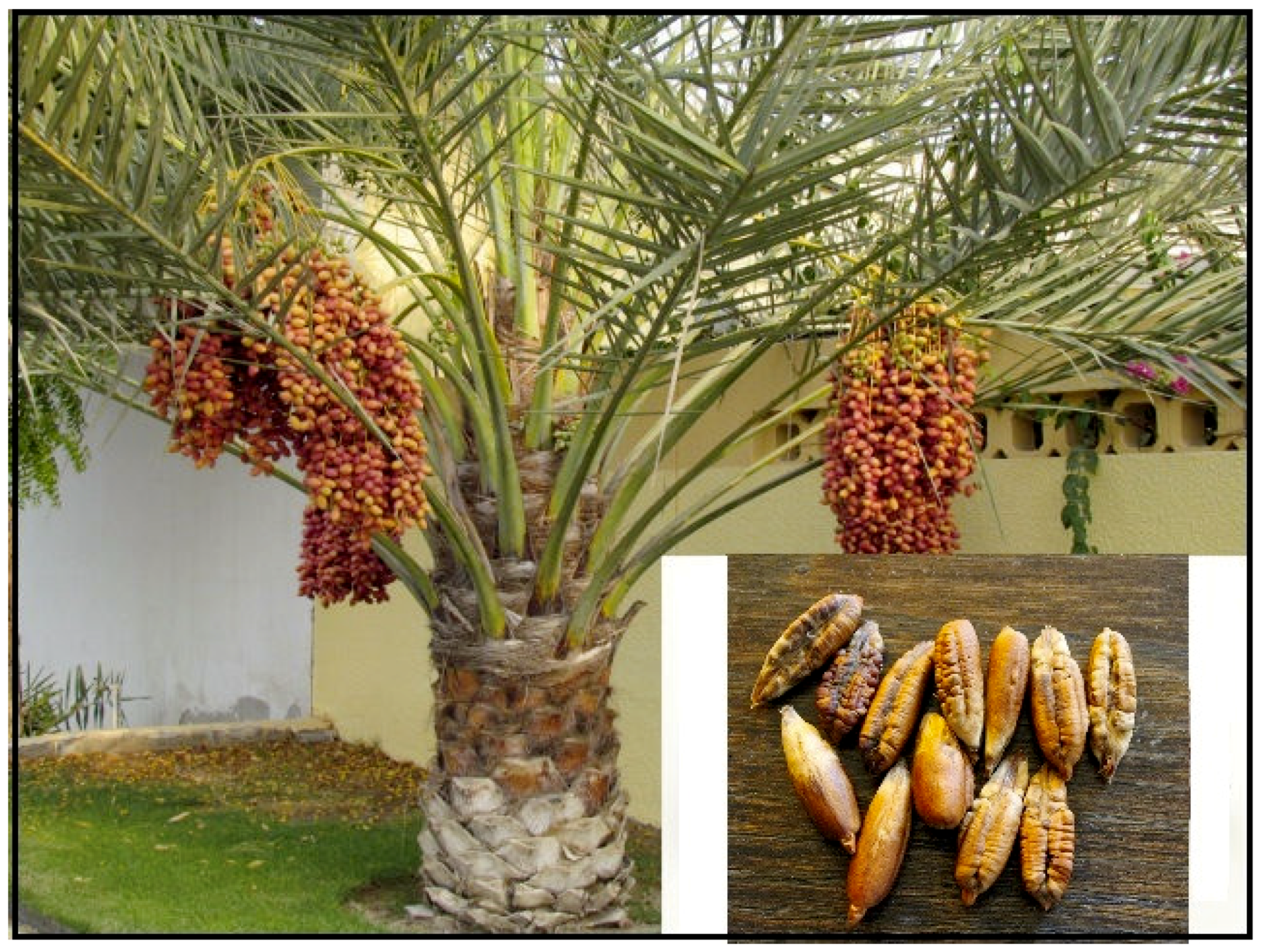 Финиковая пальма (50 фото) - виды, уход и выращивание в домашних условиях