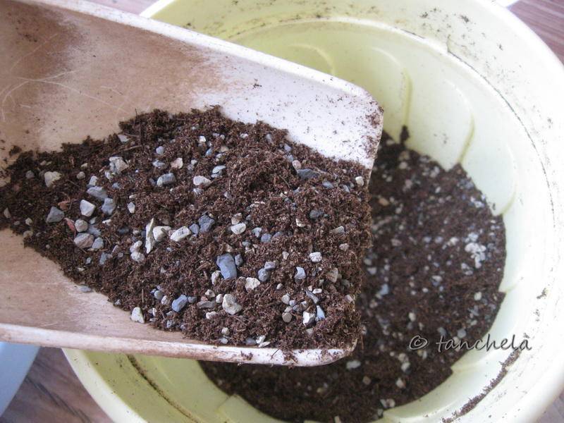 Адениум из семян в домашних условиях тонкости посева и ухода