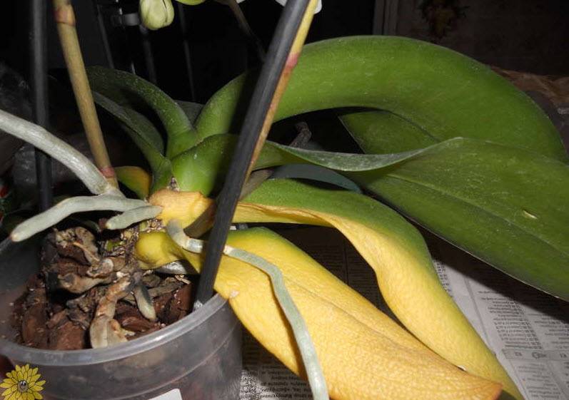 Почему желтеют листья у орхидеи