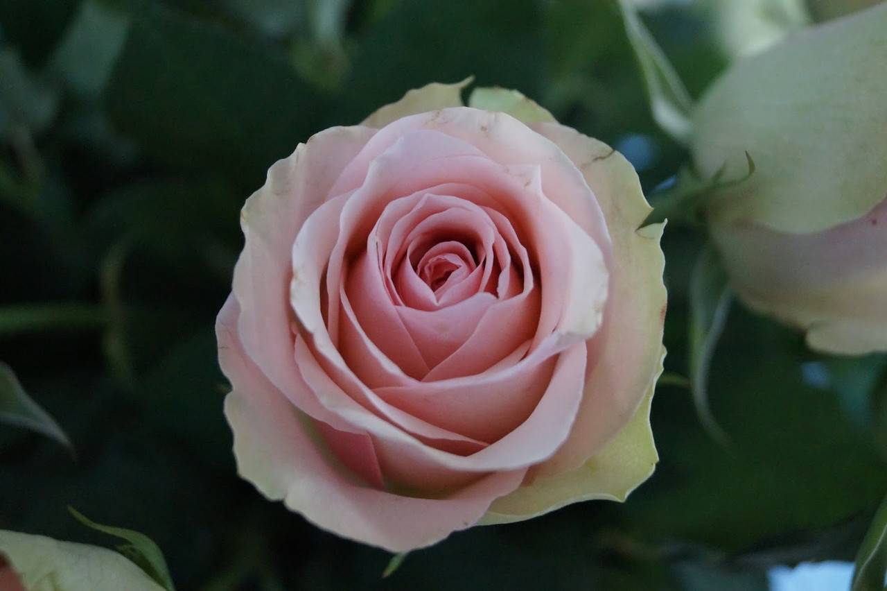 Роза аваланж (avalanche): характеристики и описание сорта чайно гибридной розы