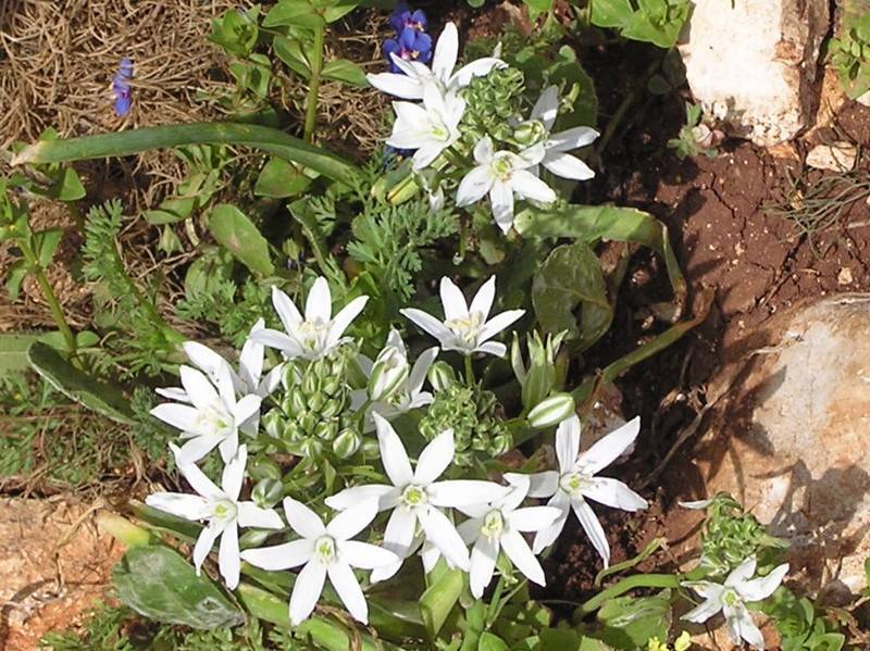 Как выращивать птицемлечник зонтичный в открытом грунте: посадка цветка и уход