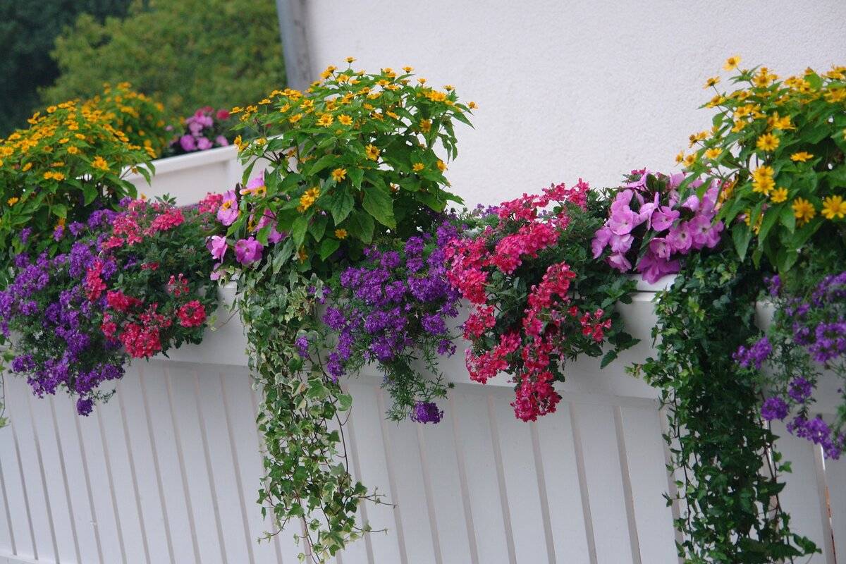 Растения для экстремальных условий на балконах. подбор растений для ветреных, солнечных и притененных балконов. фото — ботаничка