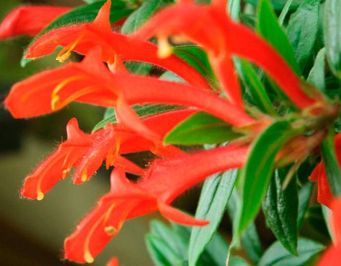 Колумнея: виды, советы по выращиванию цветка