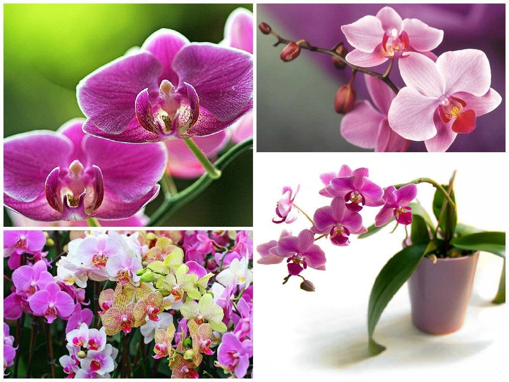 Значения цветов орхидеи на языке цветов